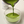 Ping Cha Tea Ceremonial Grade Matcha 100g