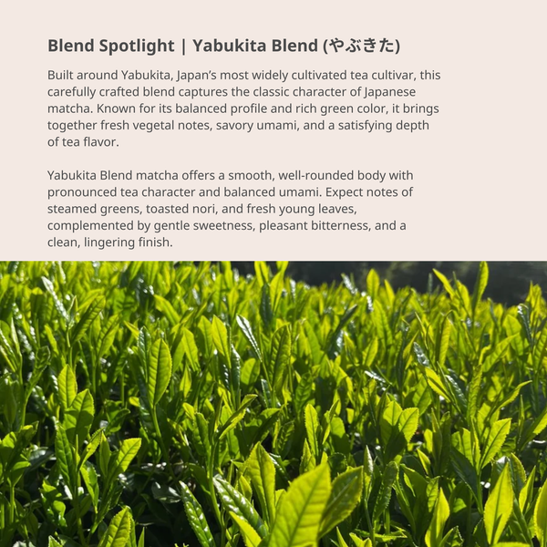 Ping Cha | Yame Yabukita Blend| Ceremonial Grade Matcha | 100g
